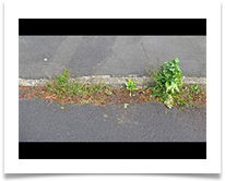 Gutter Growths - John North